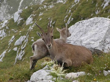 Trekking Triglav